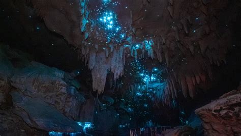 The Milky Way Glowworm Cave | Activities & Day Trips in Northland & Bay ...