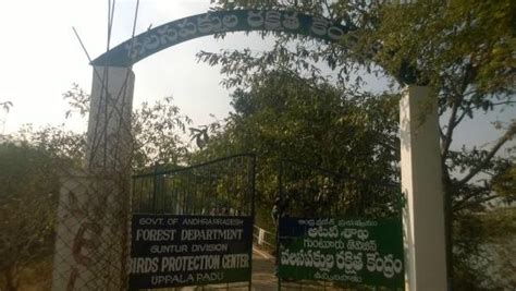 Uppalapadu Bird Sanctuary - 2020 What to Know Before You Go (with ...