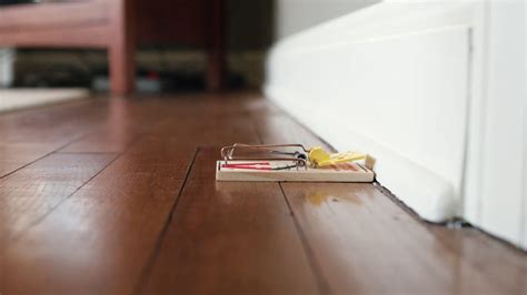 Image result for Setting Mouse Traps Tips