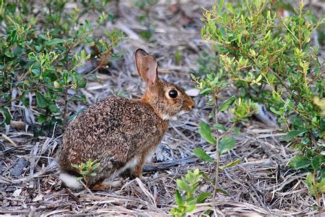 Eastern Cottontail Rabbit