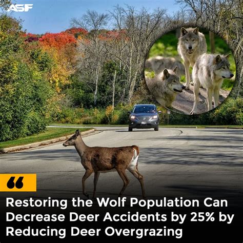 Wolves Transforms 的图像结果