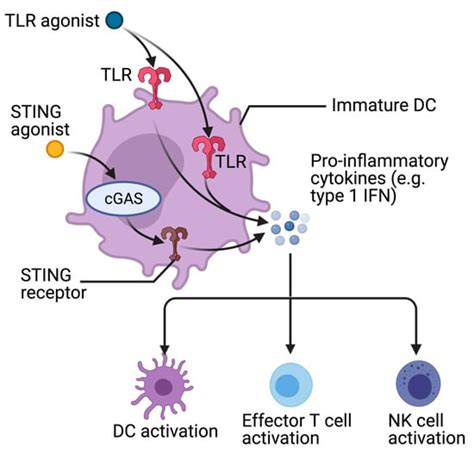 Pancreatic Cancer and Immunotherapy: A Clinical Overview