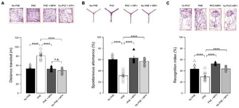 Methylphenidate Restores Behavioral and Neuroplasticity Impairments in ...