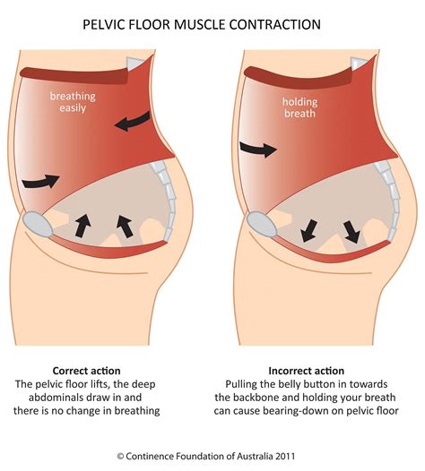 Women · Working your pelvic floor · Pelvic Floor First | Pelvic floor ...
