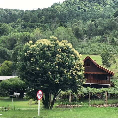 ERVATEIRA MARCON - NATURAL DE GRAMADO (2026) All You Need to Know ...