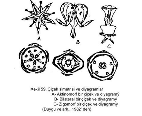 [KK] Bitki Anatomisi - Çiçek - MsXLabs