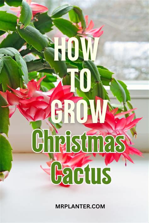 How to care for christmas cactus complete guide – Artofit