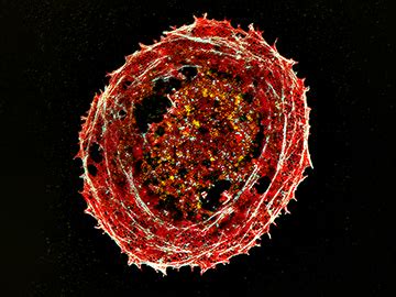 High Resolution Microscope Cell 的图像结果