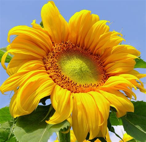 Image result for Sunflower Optimization Algorithm