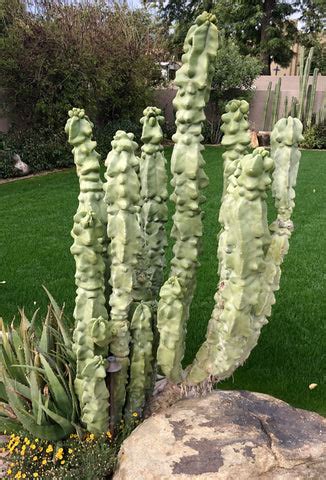 Cactus Plants Images: A Stunning Visual Journey Through the World of D ...