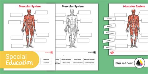 Muscle Labeling Activity | SPED | Twinkl USA (teacher made)