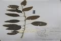 Herbarium JCB