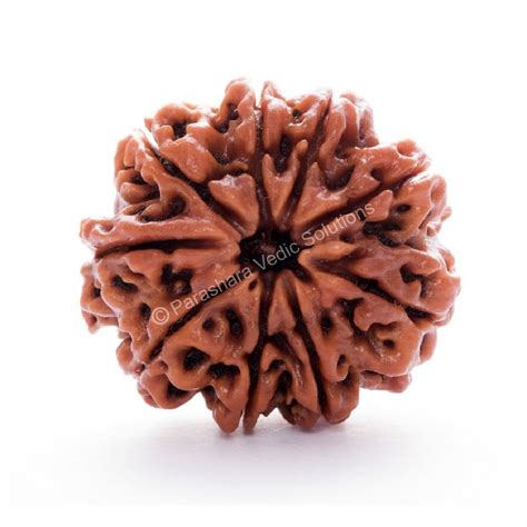 Arkam - Premium range of spiritual products|ARKAM Nine Mukhi Rudraksha ...