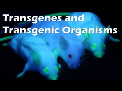 Transgenes and Transgenic Organisms Video Lecture - Science and ...