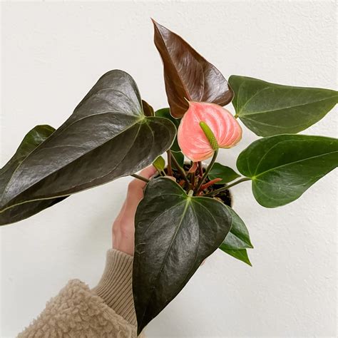 Dwarf Anthurium Rainbow Champion Indoor/Outdoor Live Plant – Bees Plant Hub