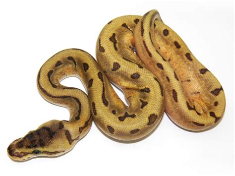 Image result for Enchi Royal Python