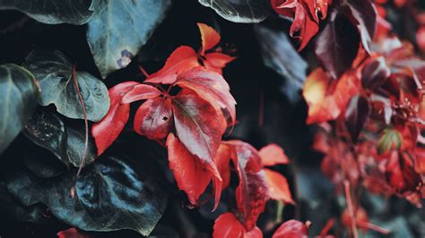 Download wallpaper 1920x1080 leaves, macro, closeup, red, green full hd ...