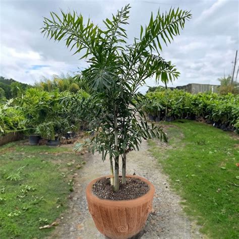 Fox Tail Palm 2-4 ft. - Fox Tail Palm - Fox Tail Palm - Palm Trees ...