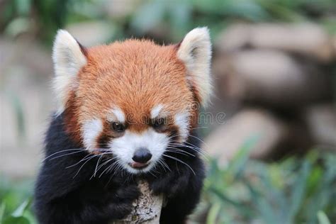 Image result for Red Panda vs Firefox