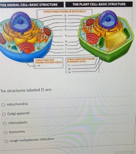 Basic Cell Structure Annotation 的图像结果