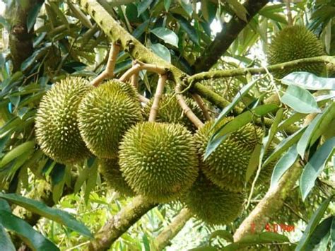 ड्यूरियन क्या है? जानिए इसके फायदे और नुकसान - हैलो स्वास्थ्य
