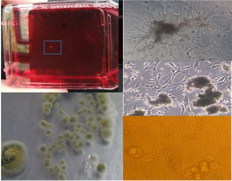 【正海新知】实验室灭菌有哪几种方法