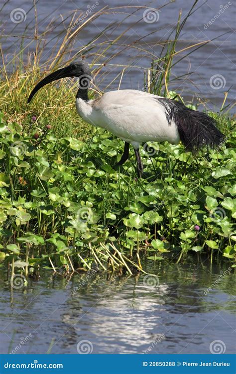African Sacred Ibis stock photo. Image of savanna, nature - 20850288