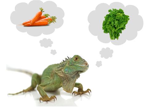 Un menú para la iguana | Infoexóticos