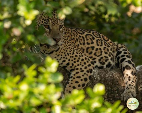 Discover the Rich Biodiversity of Purna Wildlife Sanctuary