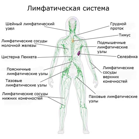 Рак лимфоузлов — причины, ранние симптомы, диагностика | Evolutis ...