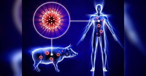 3000 people in Delhi are affected by virus spreading from pigs if you ...