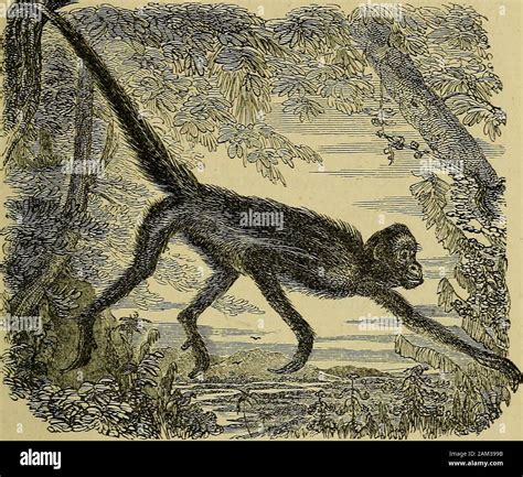 The hand : its mechanism and vital endowments, as evincing design, and ...