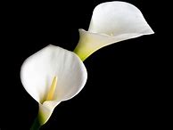 Image result for Calla Lily Flower Painting