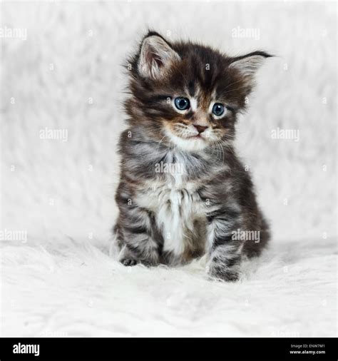 Small gray maine coon kitten with blue eyes posing on white background ...