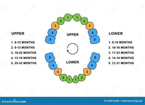 Primary Tooth Arrival Chart. Child Teeth Dentition Anatomy Colored Illustration. Upper and Lower ...