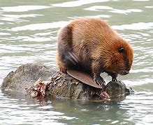 Beaver 的图像结果