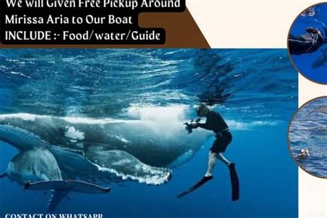 SNORKELING WITH WHALES MIRISSA, SRILANKA. (2025) All You Need to Know ...