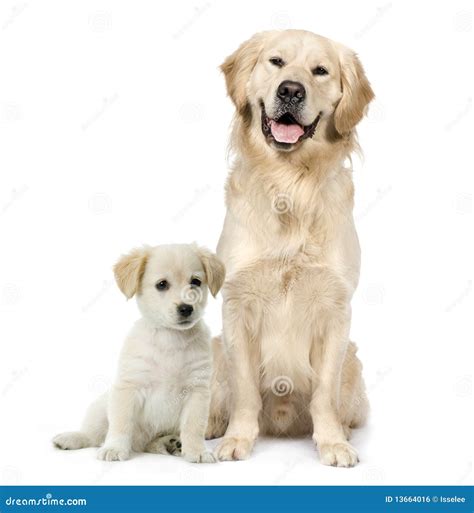 Are Golden Retreivers Labrador Dogs