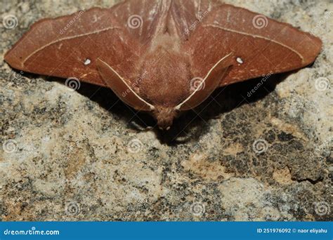 Image result for Large Moth