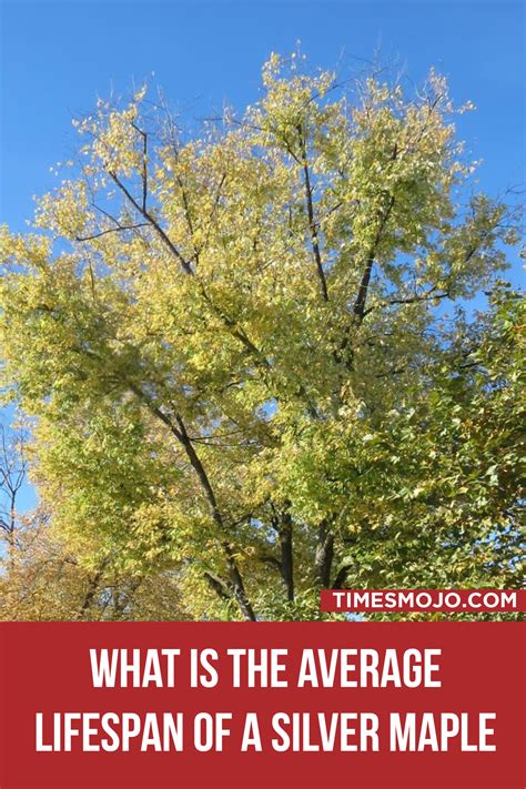 What is the average lifespan of a silver maple tree? - TimesMojo