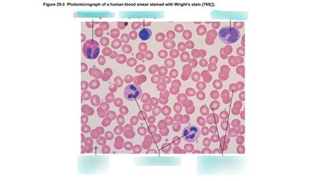 Blood Cells (Smear) Diagram | Quizlet