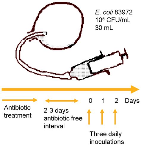 Pathogens | Special Issue : Molecular Aspects of Urinary Tract Infection