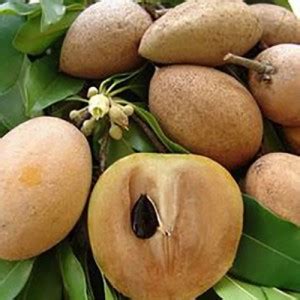 PMA Chalisa Chikoo, Sapota, Sapodilla, Naseberry Seed, Sobeda Hybird ...