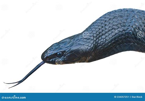Wild Eastern Indigo Snake - Drymarchon Couperi - Head and Neck Shot ...