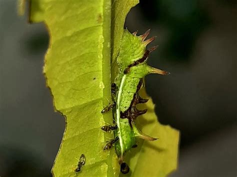 Rathinda amor | Butterfly