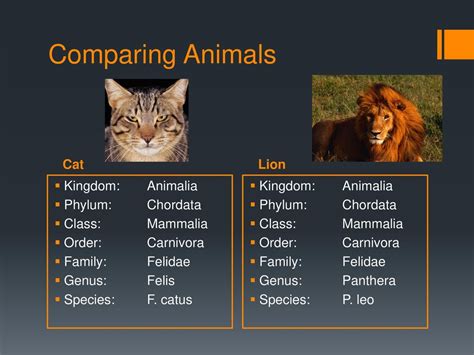 Animal Classification Chart Order 的图像结果