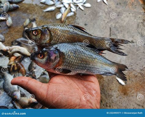 Pile of Freshly Catched Rohu Fish Labeo Rohita Fish with Ice in Indian ...
