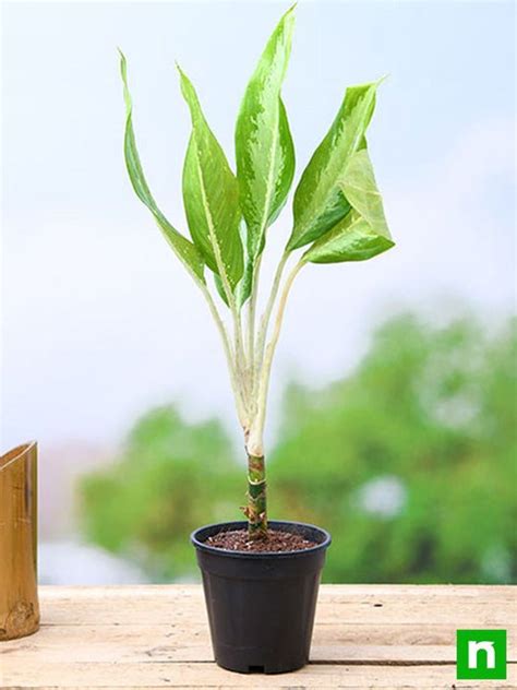 Buy Aglaonema Diamond Bay - Plant online from Nurserylive at lowest price.