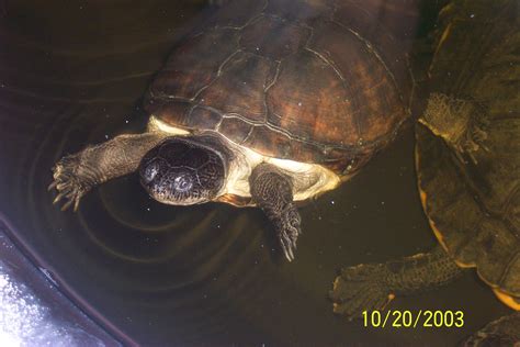 African Sideneck Turtle