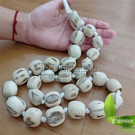 25mm Big Tulsi Beads 27+1 Tulsi Japa Mala - Big to Small - Tulsi Mala